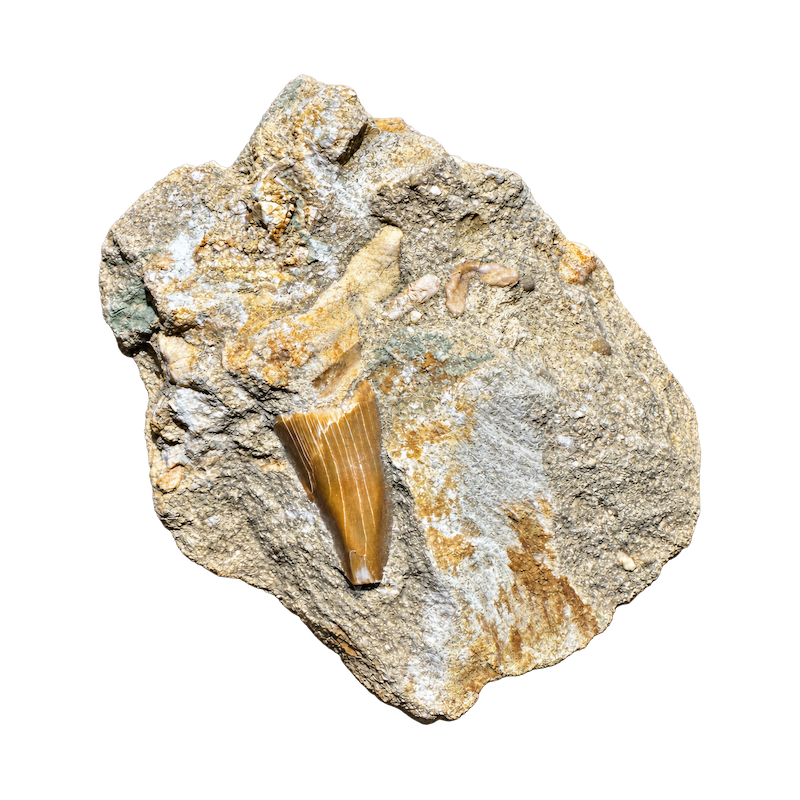 Dente squalo fossile